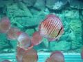 Fish King Discus in TAWIAN
