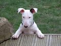 Rescued Bull Terriers Rescued Bull Terriers