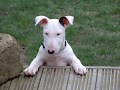 Bull Terrier Inglés video