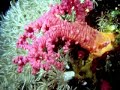 Le carnaval des animaux (L\ Le carnaval des animaux (L\