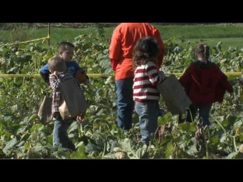 how to grow pumpkins in ky
