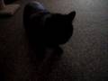 videos de Yuri, Mesha and The New Place