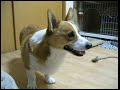 Goro@Welsh corgi 20070203 He watches TV Goro@Welsh corgi 20070203 He watches TV