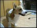 Goro@Welsh corgi 20070203 He watches TV