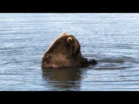 Alaska Brown Bear Playing With Log