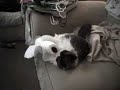 China the Cat Vs. Gummo