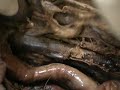 arteria ahorta toracica Anatomia ceu