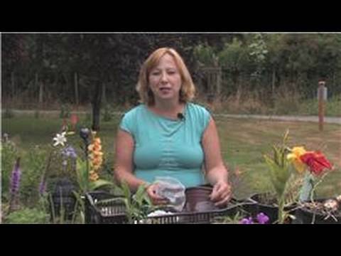 how to replant calla lily bulbs