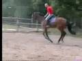Gelding (Landos)
