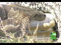 un pitone fa conoscenza con una gazzella