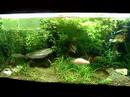 meus peixes e minhas plantas. 