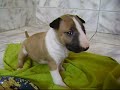 Fêmea 3- Lilith PWK  X  Zammis PWK (27 dias de vida)