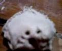 ガキの使いやあらへんで!!動画