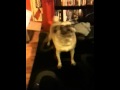 My pug saying I love you!