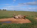 ラクダ動画