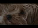 MY PUPPY MUSIC BY EVERGREEN TERRACE