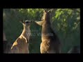 Animal Heavyweight Boxing Animal Heavyweight Boxing