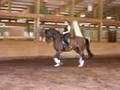 Very Fancy 1995 Oldenburg Gelding for sale