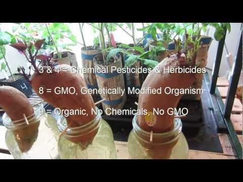 how to transplant sweet potato slips