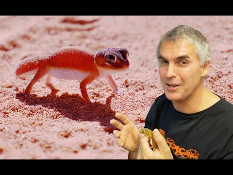 YouTube reptile video