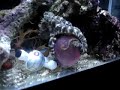 My Octopus opening a container to get a crab!! My Octopus opening a container to get a crab!!