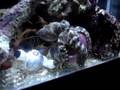 My Octopus opening a container to get a crab!!
