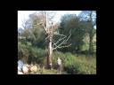 tree_fell