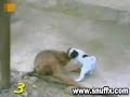 ai o macaco