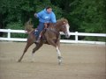 Seasoned and accomplished barrel horse for sale