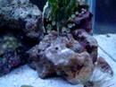 10g