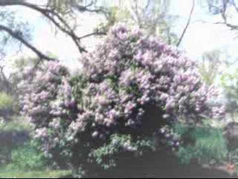 Beatrice Lillie - I Hate Spring