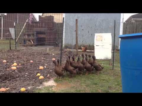 how to care for khaki campbell ducklings