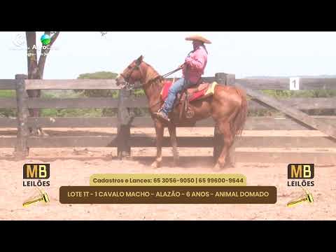 519 LEILO VIRTUAL MB LEILES