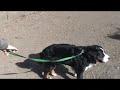 Titan Goes Herding