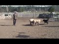 Titan Goes Herding