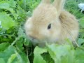 My Rabbits eatting mom chili plants My Rabbits eatting mom chili plants
