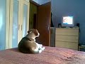 beagle vs tg5
