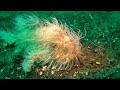 During the last afternoon dive at dive site TK3, dive guide Abner Mangole found a hairy frogfish circling a flounder. Five minutes later, the hairy frogfish finished its dinner.