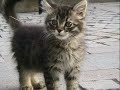 Whitewing - Teardrops on my Guitar