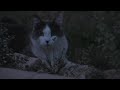 Trevor. Cat Of The Night.