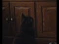 peanut watches tv