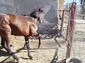 niisama jookseb:D