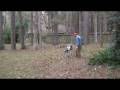 Zipline / Tree Swing