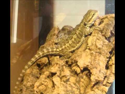 how to take care of lizard eggs