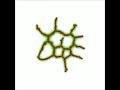 Cell-based simulation of blood-vessel growth - Movie S8