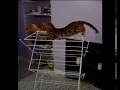 Pharaoh-The-Climber