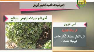 توصيات زراعية| تعرف على أهم التوصيات لمزارعي الموالح خلال شهر ابريل 2020