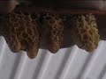 Incubadora abejas reina (Apicultura)