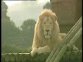 Actual Birth of White Lion Cubs
