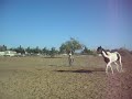 New little pony